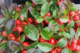 18 Medicinal Health Benefits Of Gaultheria insipida (False wintergreen) 18 Medicinal Health Benefits Of Gaultheria insipida (False wintergreen)
