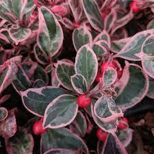 18 Medicinal Health Benefits Of Gaultheria insipida (False wintergreen) 18 Medicinal Health Benefits Of Gaultheria insipida (False wintergreen)