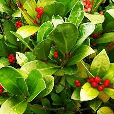 18 Medicinal Health Benefits Of Gaultheria insipida (False wintergreen) 18 Medicinal Health Benefits Of Gaultheria insipida (False wintergreen)