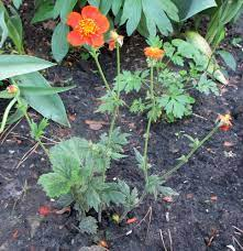 18 Medicinal Health Benefits Of Geum quellyon (Chilean avens) 18 Medicinal Health Benefits Of Geum quellyon (Chilean avens)