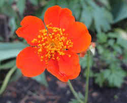 18 Medicinal Health Benefits Of Geum quellyon (Chilean avens) 18 Medicinal Health Benefits Of Geum quellyon (Chilean avens)