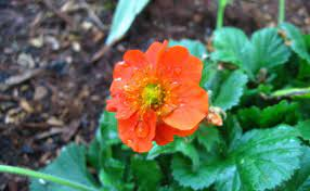 18 Medicinal Health Benefits Of Geum quellyon (Chilean avens) 18 Medicinal Health Benefits Of Geum quellyon (Chilean avens)