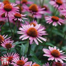 12 Medicinal Health Benefits Of Echinacea (Echinacea purpurea) 12 Medicinal Health Benefits Of Echinacea (Echinacea purpurea)