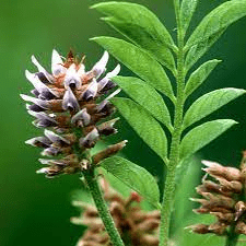 10 Medicinal Health Benefits Of Licorice Root (Glycyrrhiza glabra) 10 Medicinal Health Benefits Of Licorice Root (Glycyrrhiza glabra)