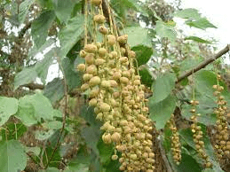 18 Medicinal Health Benefits Of Alchornea glandulosa (Christmas bush)