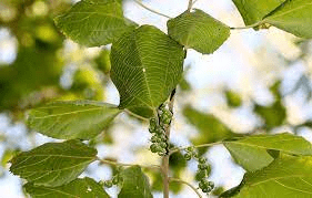 18 Medicinal Health Benefits Of Alchornea glandulosa (Christmas bush)