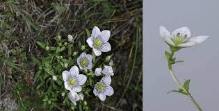 18 Medicinal Health Benefits Of Gentianella nitida (Griseb)