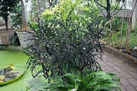 16 Medicinal Health Benefits Of Croton salutaris (Black Thomka)