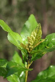 16 Medicinal Health Benefits Of Croton salutaris (Black Thomka)