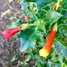 16 Medicinal Health Benefits Of Desfontainia 16 Medicinal Health Benefits Of Desfontainia
