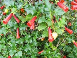 16 Medicinal Health Benefits Of Desfontainia 16 Medicinal Health Benefits Of Desfontainia