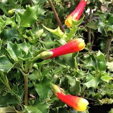16 Medicinal Health Benefits Of Desfontainia 16 Medicinal Health Benefits Of Desfontainia