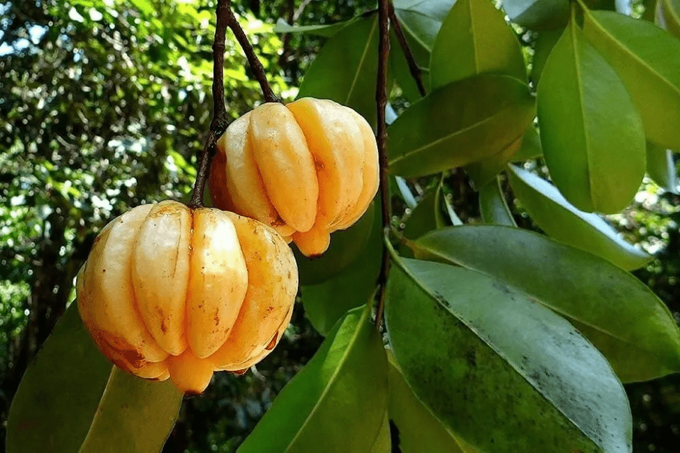 16 Medicinal Health Benefits of Garcinia Leptophylla (Brindleberry) 16 Medicinal Health Benefits of Garcinia Leptophylla (Brindleberry)