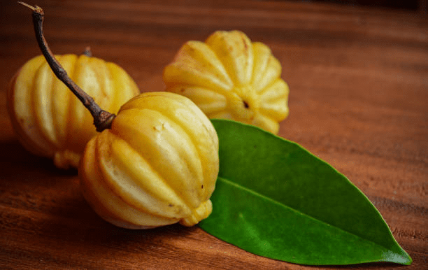 16 Medicinal Health Benefits of Garcinia Leptophylla (Brindleberry) 16 Medicinal Health Benefits of Garcinia Leptophylla (Brindleberry)