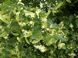 10 Medicinal Health Benefits Of Linden (Tilia cordata) 10 Medicinal Health Benefits Of Linden (Tilia cordata)