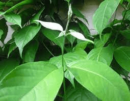 10 Medicinal Health Benefits Of Banisteriopsis caapi (Ayahuasca)