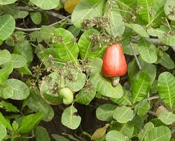 10 Medicinal Health Benefits Of Cashew (Anacardium occidentale) 10 Medicinal Health Benefits Of Cashew (Anacardium occidentale)