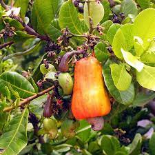 10 Medicinal Health Benefits Of Cashew (Anacardium occidentale) 10 Medicinal Health Benefits Of Cashew (Anacardium occidentale)