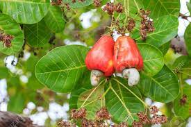 10 Medicinal Health Benefits Of Cashew (Anacardium occidentale) 10 Medicinal Health Benefits Of Cashew (Anacardium occidentale)