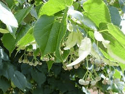 10 Medicinal Health Benefits Of Linden (Tilia cordata) 10 Medicinal Health Benefits Of Linden (Tilia cordata)