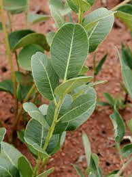 18 Medicinal Health Benefits Of Kielmeyera variabilis (Sandalwood) 18 Medicinal Health Benefits Of Kielmeyera variabilis (Sandalwood)
