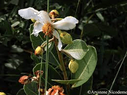 18 Medicinal Health Benefits Of Kielmeyera variabilis (Sandalwood) 18 Medicinal Health Benefits Of Kielmeyera variabilis (Sandalwood)
