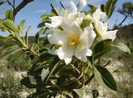18 Medicinal Health Benefits Of Kielmeyera variabilis (Sandalwood) 18 Medicinal Health Benefits Of Kielmeyera variabilis (Sandalwood)