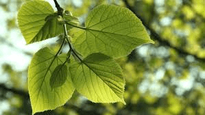 10 Medicinal Health Benefits Of Linden (Tilia cordata) 10 Medicinal Health Benefits Of Linden (Tilia cordata)