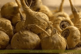 18 Medicinal Health Benefits Of Lepidium meyenii (Maca)