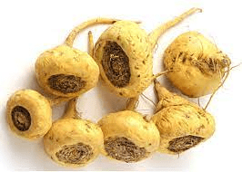 18 Medicinal Health Benefits Of Lepidium meyenii (Maca)