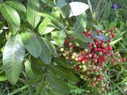 18 Medicinal Health Benefits Of Lithraea molleoides (Terebinth) 18 Medicinal Health Benefits Of Lithraea molleoides (Terebinth)