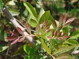 18 Medicinal Health Benefits Of Lithraea molleoides (Terebinth) 18 Medicinal Health Benefits Of Lithraea molleoides (Terebinth)