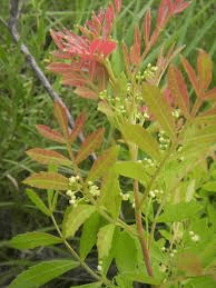18 Medicinal Health Benefits Of Lithraea molleoides (Terebinth) 18 Medicinal Health Benefits Of Lithraea molleoides (Terebinth)