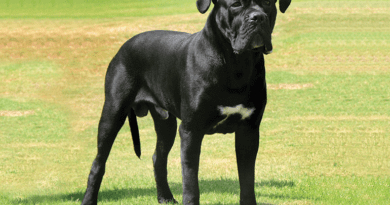 Cane Corso Dog Breed Grooming Care Guide