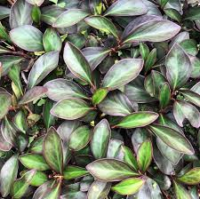 18 Medicinal Health Benefits Of Peperomia inaequalifolia (Red Edge Peperomia)