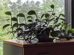 18 Medicinal Health Benefits Of Peperomia inaequalifolia (Red Edge Peperomia)