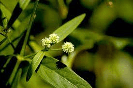 18 Medicinal Health Benefits Of Pfaffia glomerata (Suma)