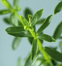 18 Medicinal Health Benefits Of Peperomia congona (Congona) 18 Medicinal Health Benefits Of Peperomia congona (Congona)