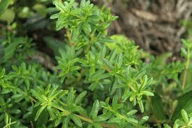 18 Medicinal Health Benefits Of Peperomia congona (Congona) 18 Medicinal Health Benefits Of Peperomia congona (Congona)
