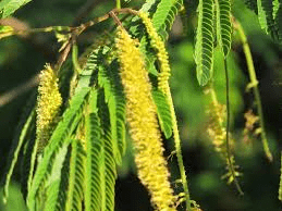 18 Medicinal Health Benefits Of Parapiptadenia rigida (Angico) 18 Medicinal Health Benefits Of Parapiptadenia rigida (Angico)