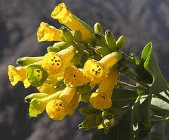 16 Medicinal Health Benefits Of Nicotiana glauca (Tree Tobacco) 16 Medicinal Health Benefits Of Nicotiana glauca (Tree Tobacco)