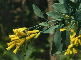 16 Medicinal Health Benefits Of Nicotiana glauca (Tree Tobacco) 16 Medicinal Health Benefits Of Nicotiana glauca (Tree Tobacco)