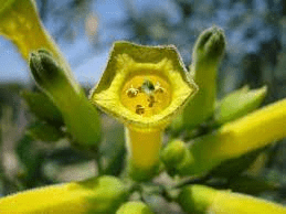 16 Medicinal Health Benefits Of Nicotiana glauca (Tree Tobacco) 16 Medicinal Health Benefits Of Nicotiana glauca (Tree Tobacco)