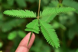 18 Medicinal Health Benefits Of Mimosa somnians (Dormideira)