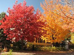 11 Medicinal Health Benefits Of Maple Tree (Acer sp.) 11 Medicinal Health Benefits Of Maple Tree (Acer sp.)
