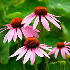 12 Medicinal Health Benefits Of Echinacea (Echinacea purpurea) 12 Medicinal Health Benefits Of Echinacea (Echinacea purpurea)