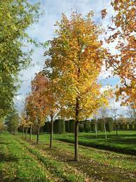11 Medicinal Health Benefits Of Maple Tree (Acer sp.) 11 Medicinal Health Benefits Of Maple Tree (Acer sp.)