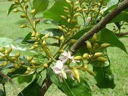 18 Medicinal Health Benefits Of Zollernia