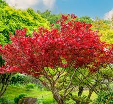 11 Medicinal Health Benefits Of Maple Tree (Acer sp.) 11 Medicinal Health Benefits Of Maple Tree (Acer sp.)