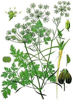 18 Medicinal Health Benefits Of Apiol (Parsley apiol)